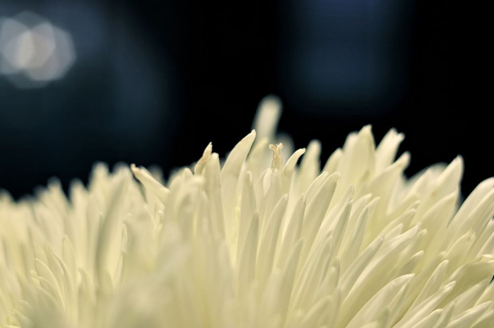 Flower 8 art print by Rachel Lee for $57.95 CAD