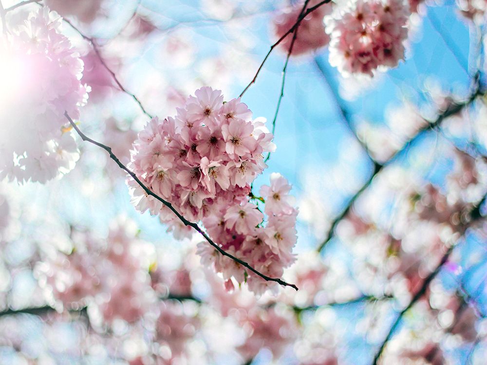 Flower 80 art print by Rachel Lee for $57.95 CAD