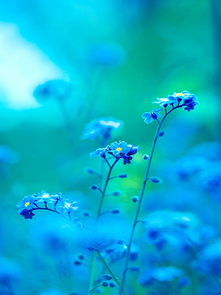 Flower 81 art print by Rachel Lee for $57.95 CAD