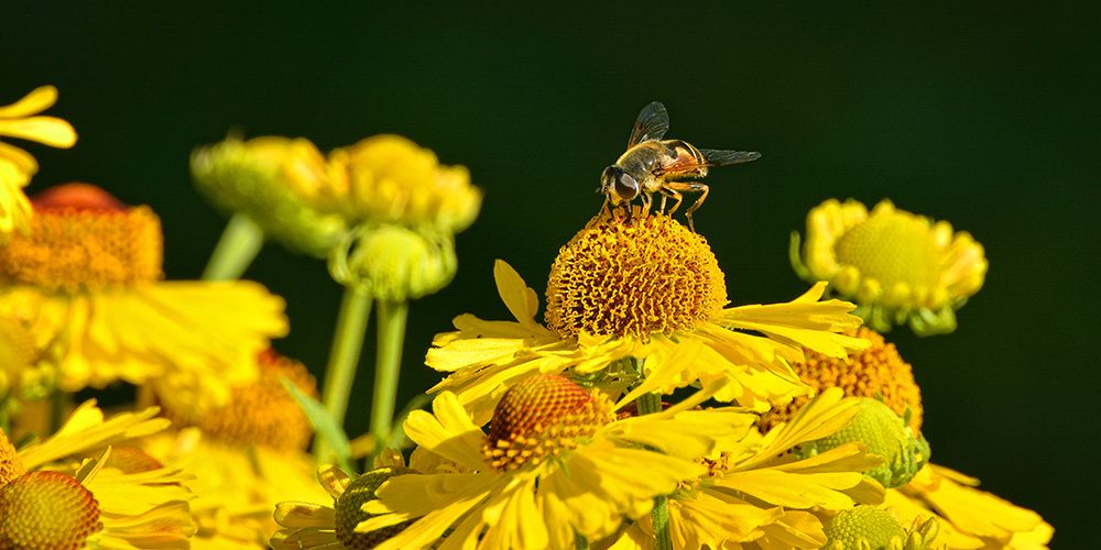Flower Bee art print by Rachel Lee for $57.95 CAD