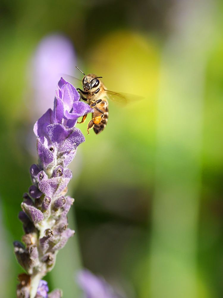 Flower Bee 2 art print by Rachel Lee for $57.95 CAD