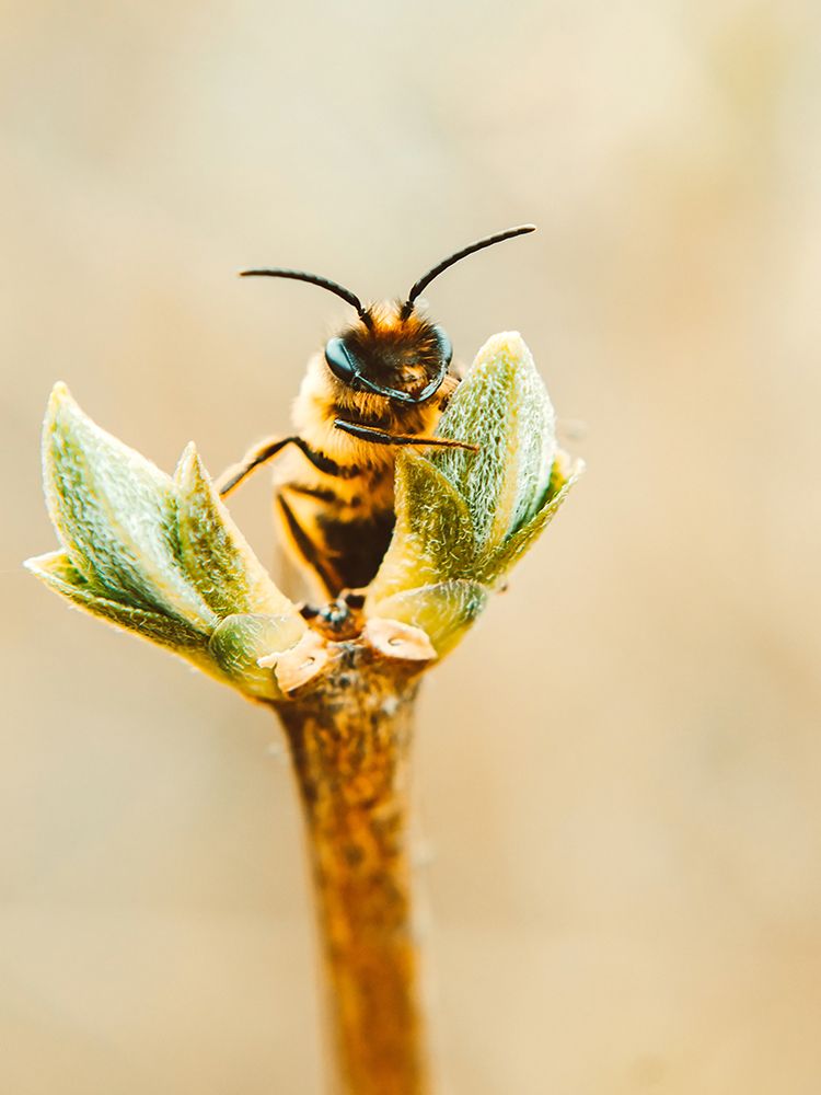 Flower Bee 3 art print by Rachel Lee for $57.95 CAD
