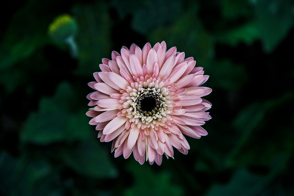 Flower Carnation art print by Rachel Lee for $57.95 CAD