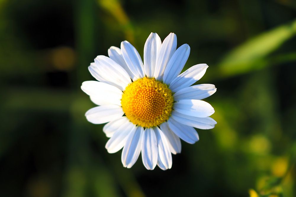Flower Daisy art print by Rachel Lee for $57.95 CAD
