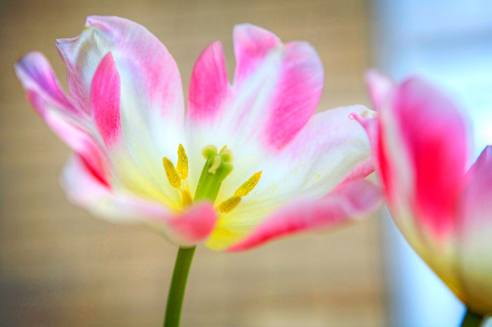 Flower Pink art print by Rachel Lee for $57.95 CAD