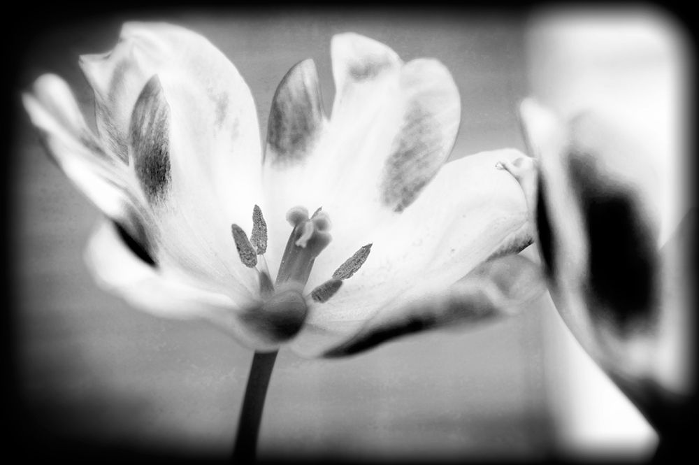 Flower Pink BW Holga art print by Rachel Lee for $57.95 CAD