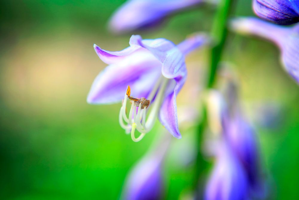 Flower Purple art print by Rachel Lee for $57.95 CAD