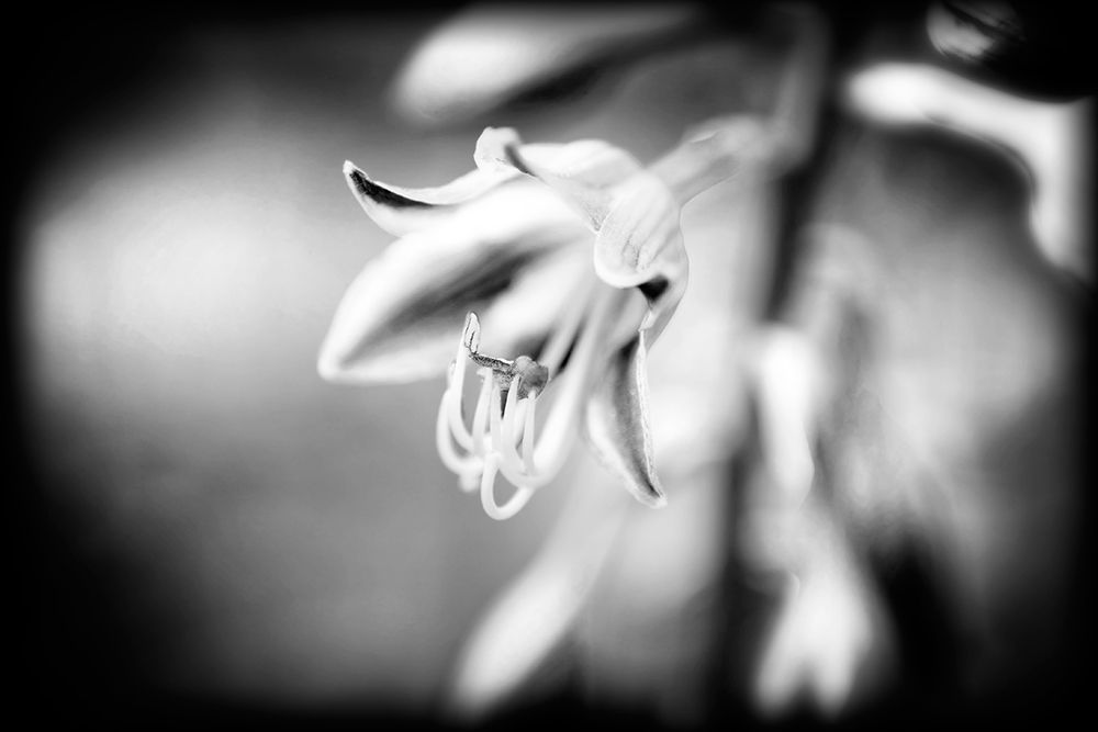 Flower Purple BW Holga art print by Rachel Lee for $57.95 CAD