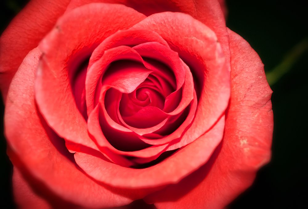 Flower Rose art print by Rachel Lee for $57.95 CAD