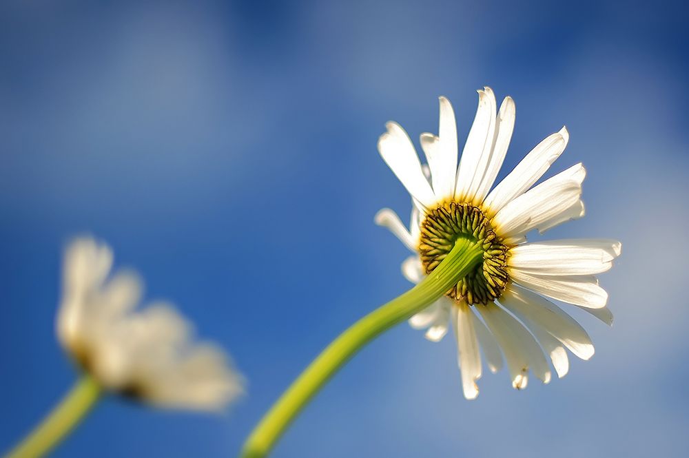 Flower White art print by Rachel Lee for $57.95 CAD