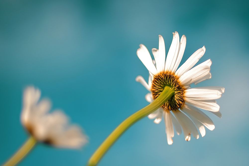 Flower White Custom Cyan art print by Rachel Lee for $57.95 CAD