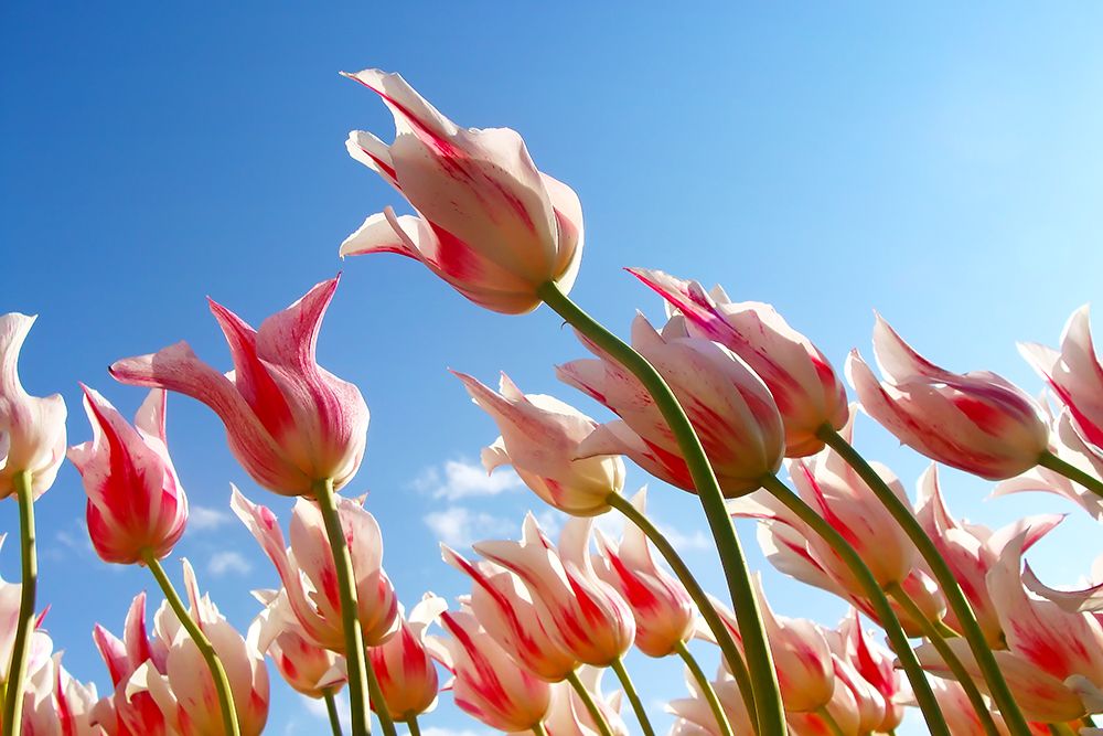 Flower Tulips art print by Rachel Lee for $57.95 CAD