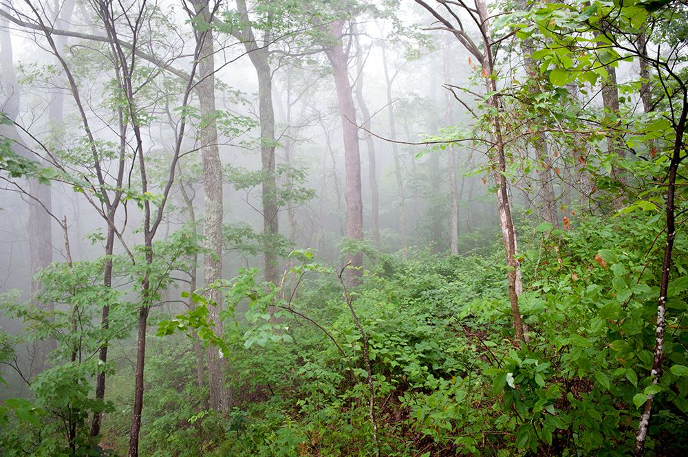 Foggy Forest art print by Rachel Lee for $57.95 CAD