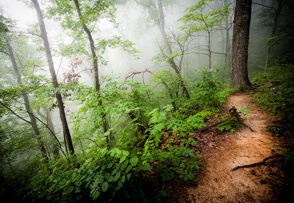 Foggy Forest Path art print by Rachel Lee for $57.95 CAD