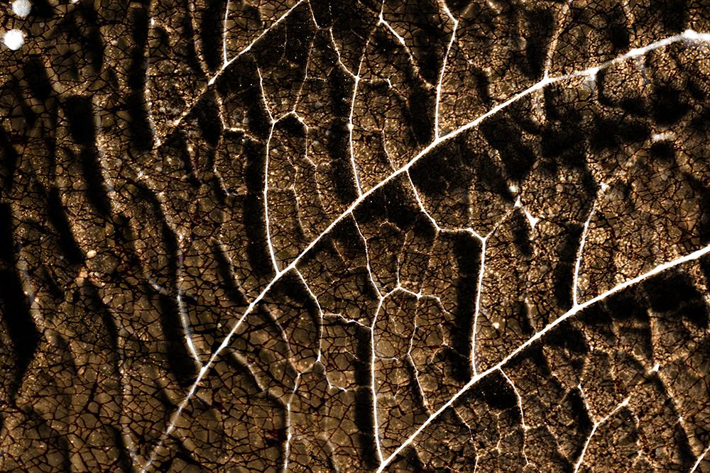 Foliage Textured 3 art print by Rachel Lee for $57.95 CAD