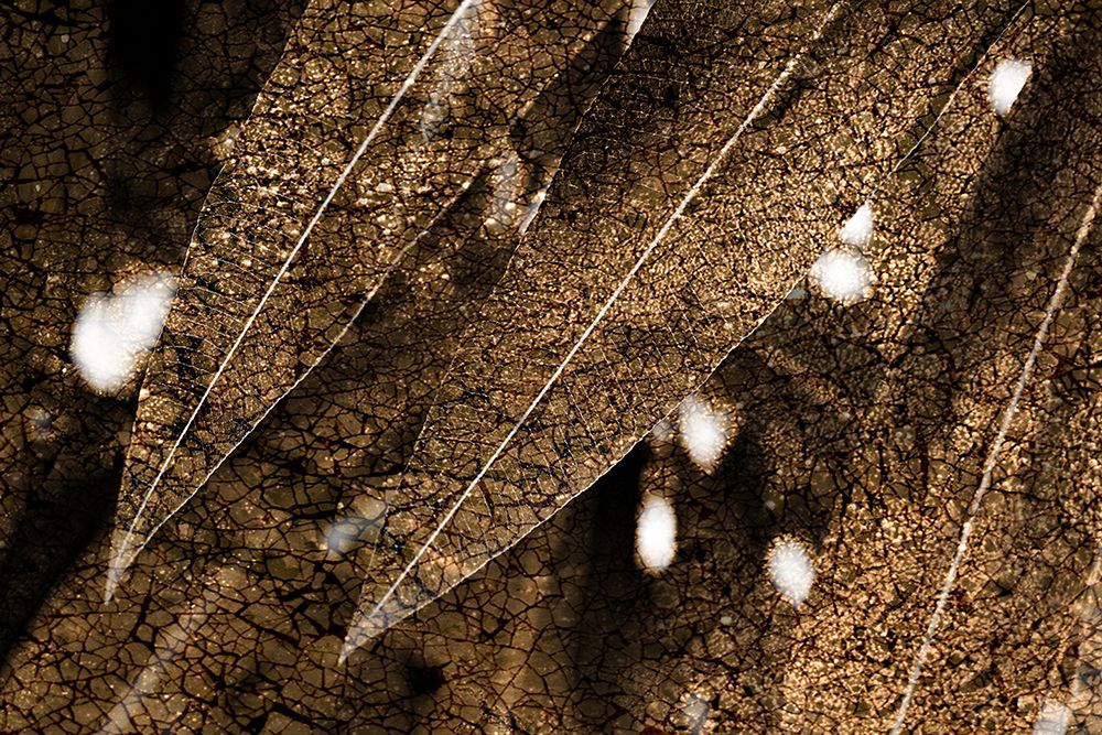 Foliage Textured 4 art print by Rachel Lee for $57.95 CAD