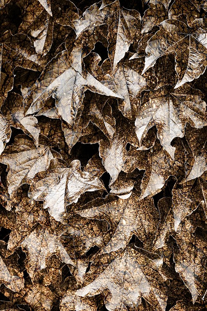 Foliage Textured 6 art print by Rachel Lee for $57.95 CAD