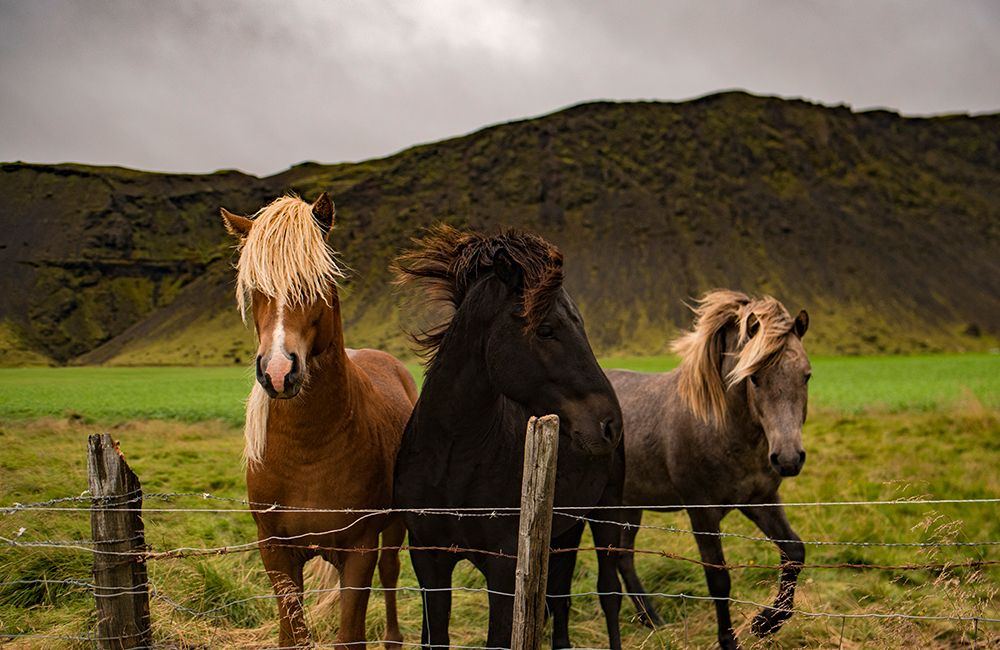 Horse 2 art print by Rachel Lee for $57.95 CAD