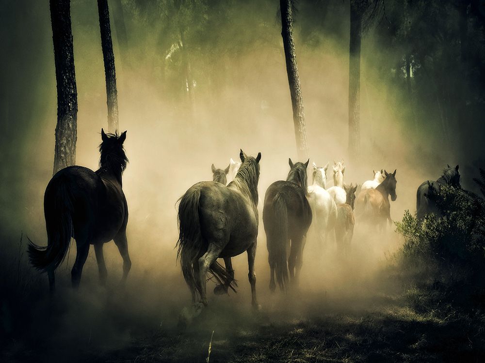 Horse 4 art print by Rachel Lee for $57.95 CAD