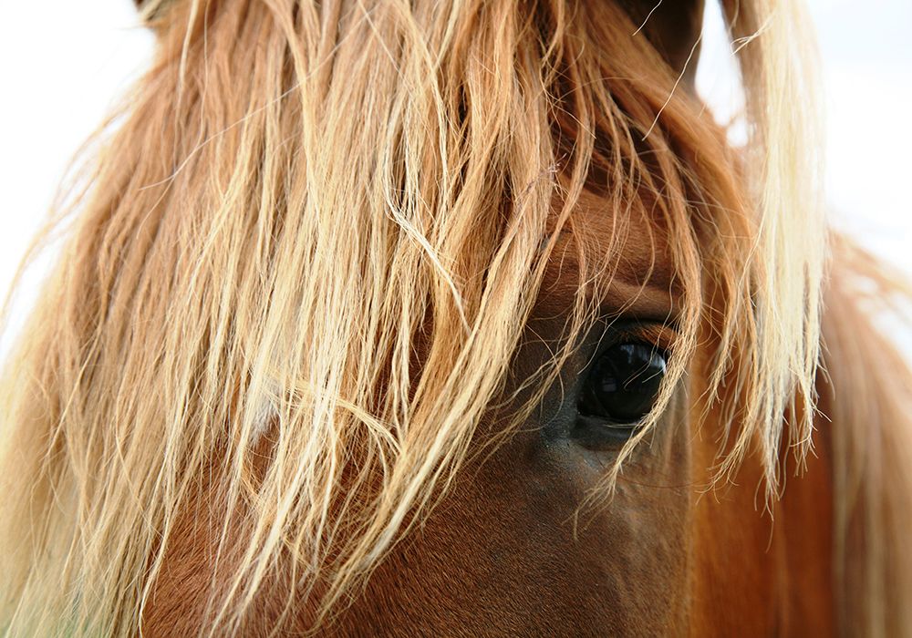Horse 5 art print by Rachel Lee for $57.95 CAD