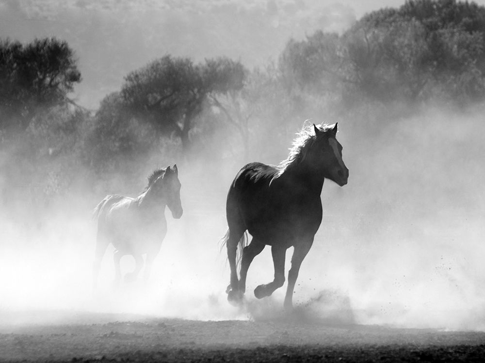 Horse 6 art print by Rachel Lee for $57.95 CAD