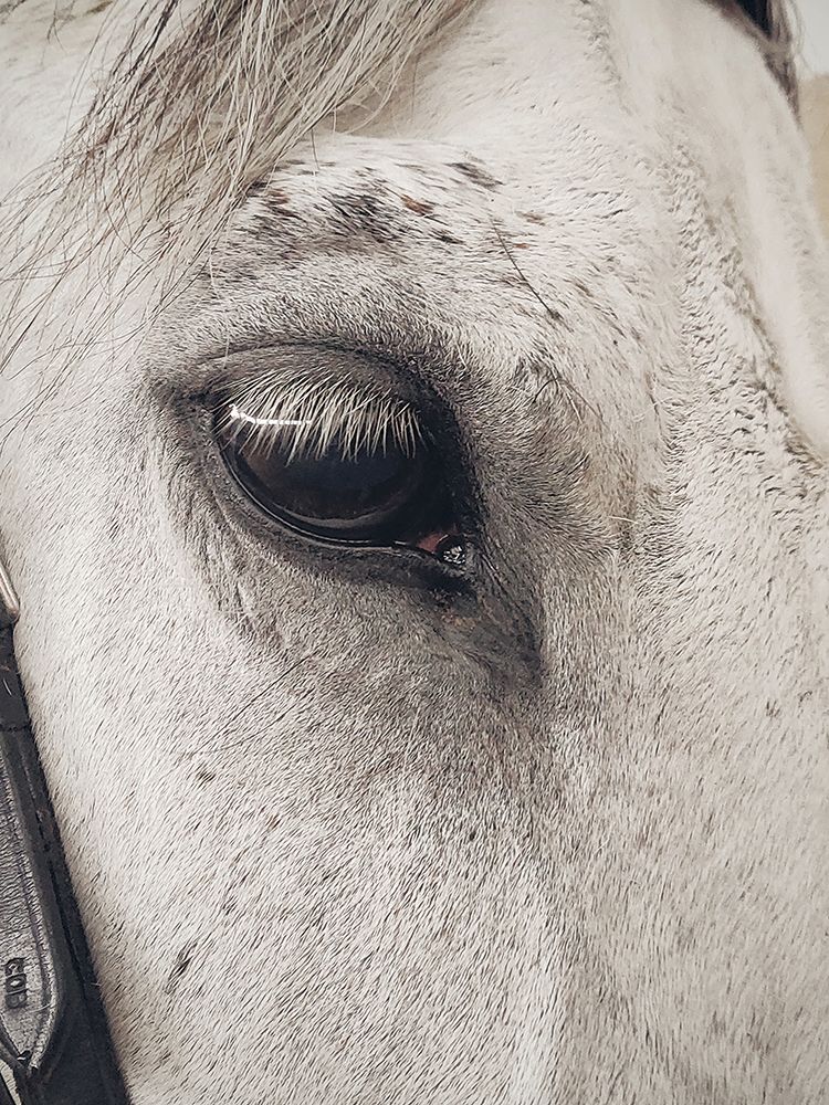 Horse 7 art print by Rachel Lee for $57.95 CAD