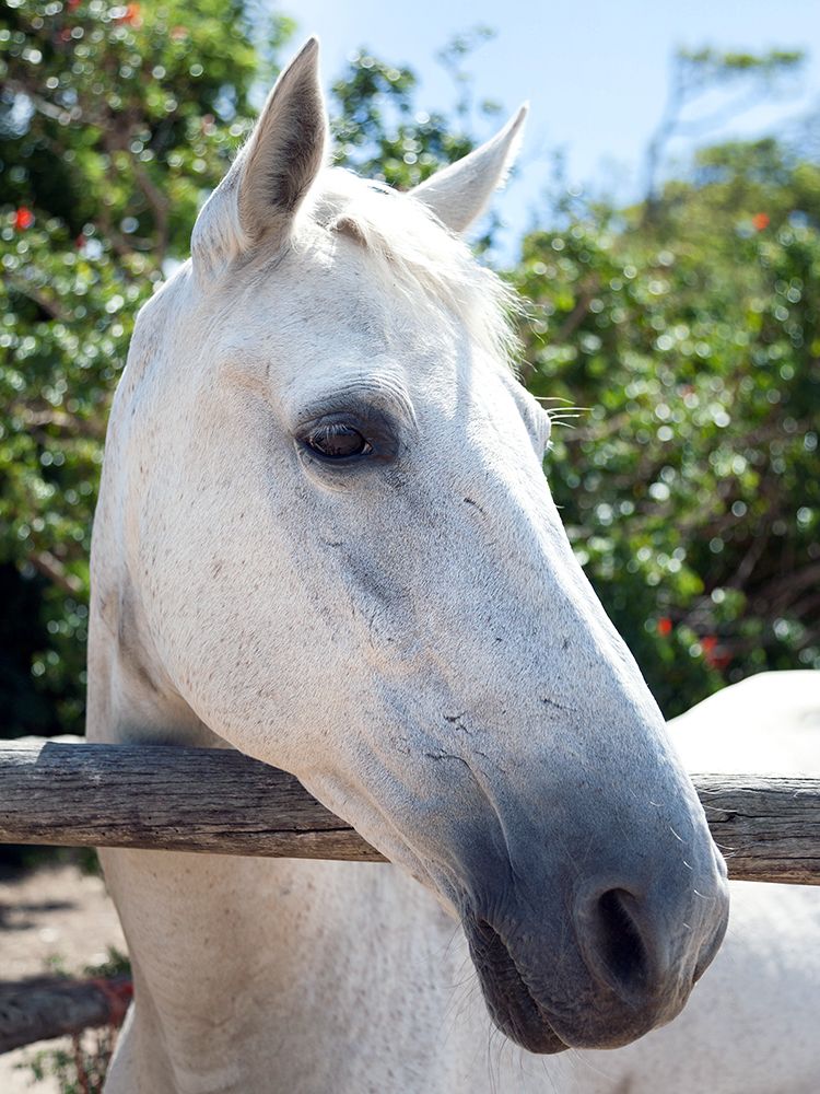 Horse 8 art print by Rachel Lee for $57.95 CAD