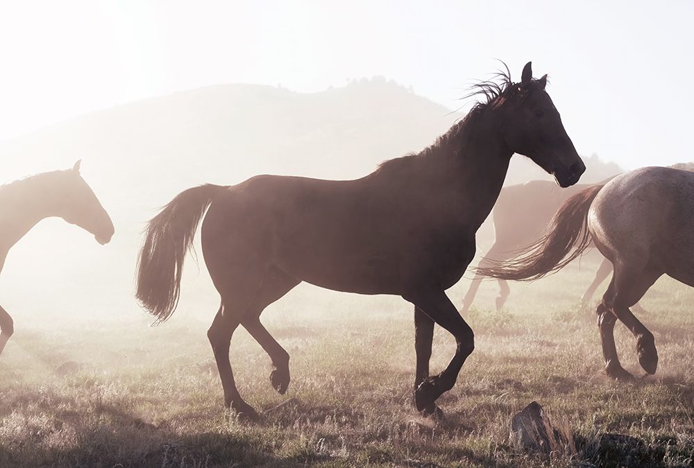 Horse 11 art print by Rachel Lee for $57.95 CAD