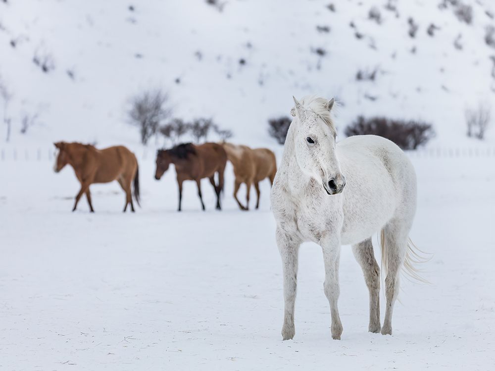 Horse 13 art print by Rachel Lee for $57.95 CAD