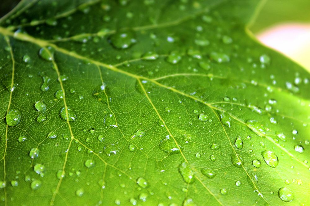 Leaves 1 art print by Rachel Lee for $57.95 CAD