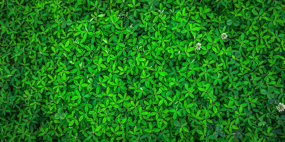 Leaves 10 art print by Rachel Lee for $57.95 CAD