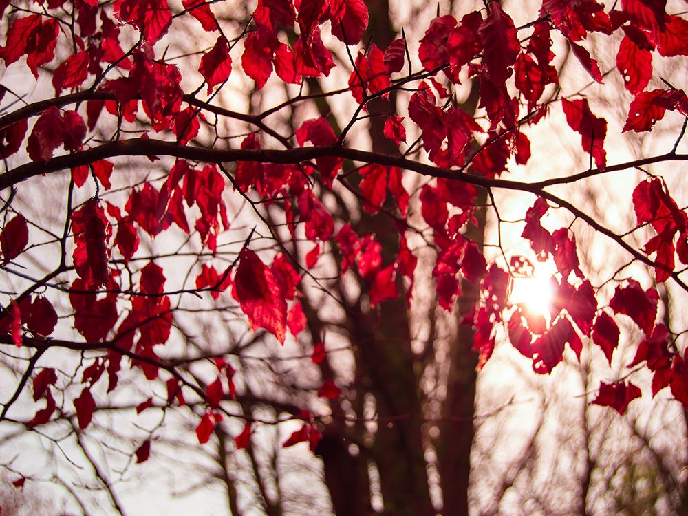 Leaves 11 art print by Rachel Lee for $57.95 CAD