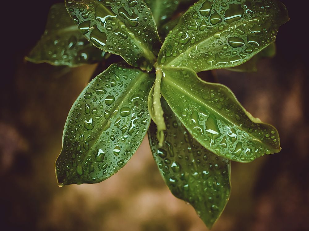Leaves 12 art print by Rachel Lee for $57.95 CAD