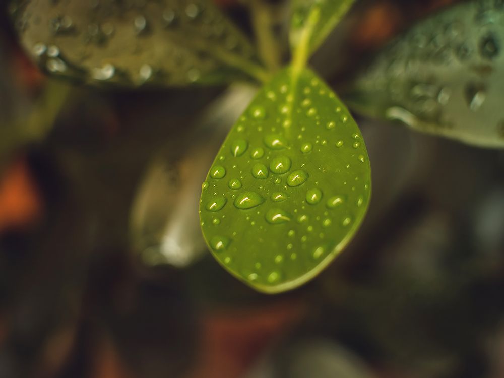 Leaves 13 art print by Rachel Lee for $57.95 CAD