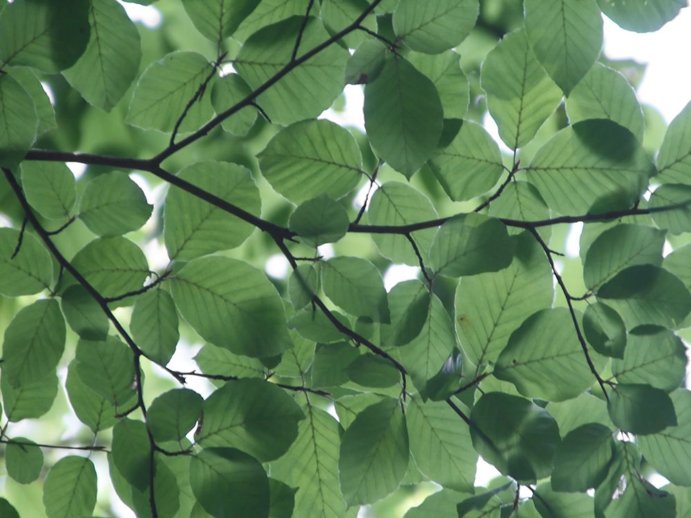 Leaves 14 art print by Rachel Lee for $57.95 CAD