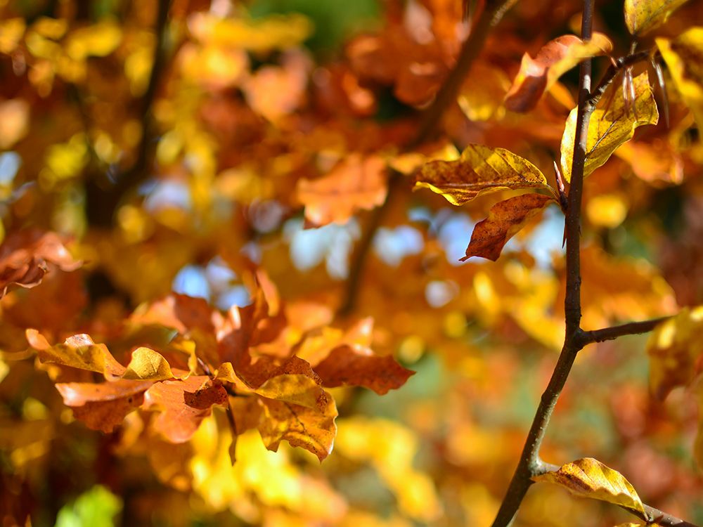 Leaves 15 art print by Rachel Lee for $57.95 CAD