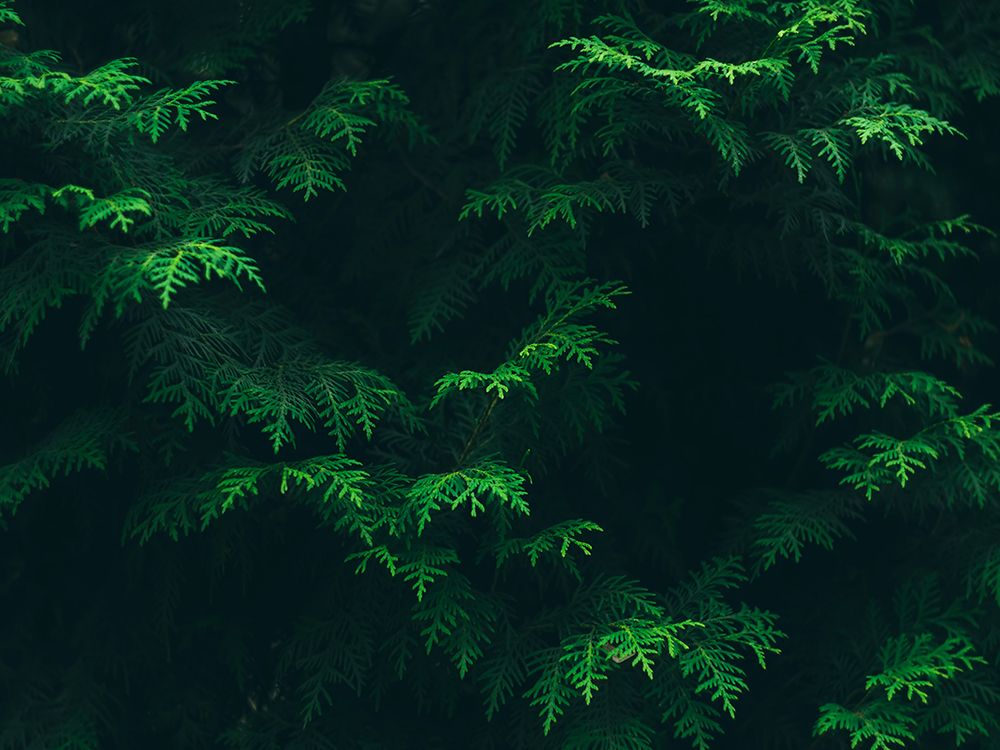 Leaves 16 art print by Rachel Lee for $57.95 CAD