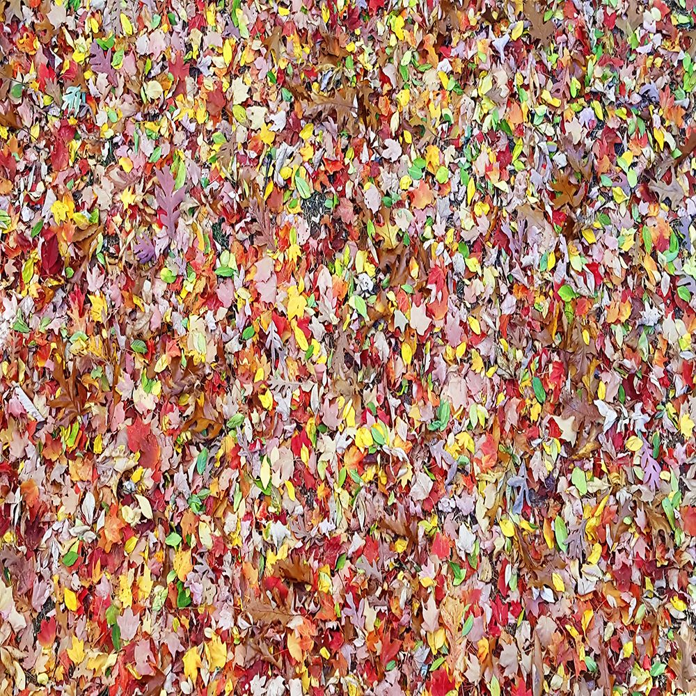 Leaves 17 art print by Rachel Lee for $57.95 CAD