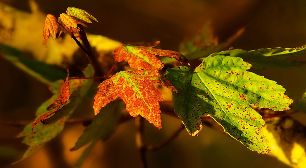 Leaves 21 art print by Rachel Lee for $57.95 CAD