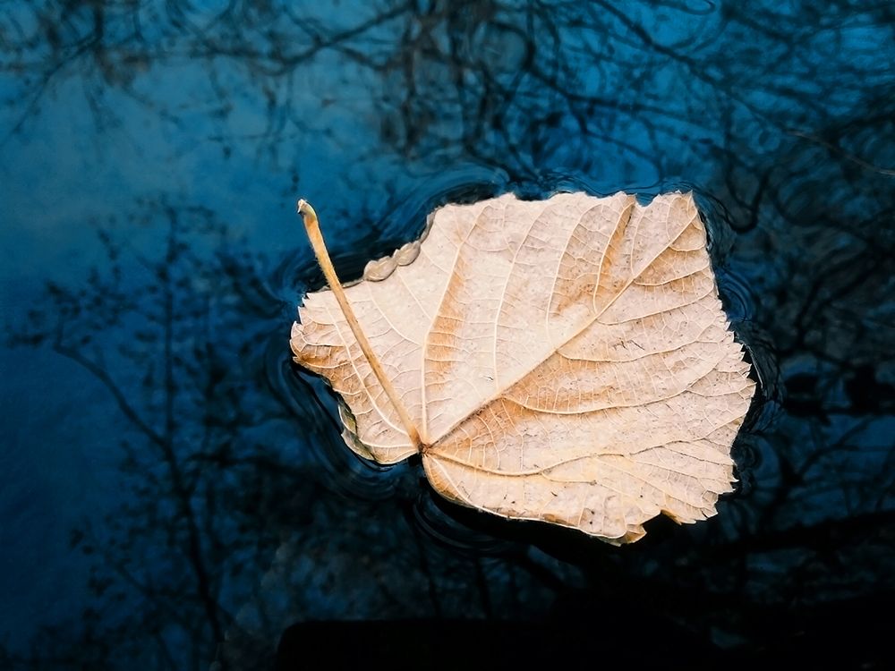 Leaves 3 art print by Rachel Lee for $57.95 CAD