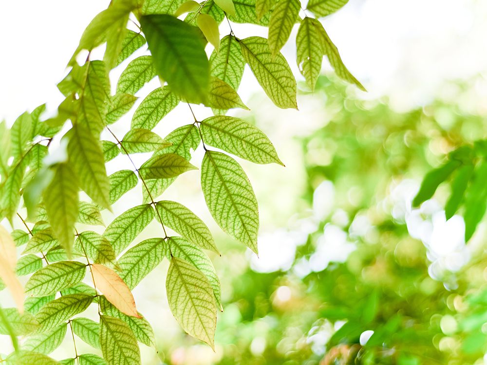 Leaves 4 art print by Rachel Lee for $57.95 CAD
