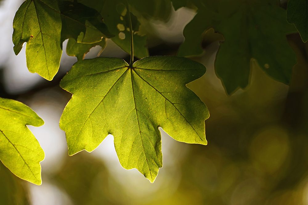 Leaves 5 art print by Rachel Lee for $57.95 CAD