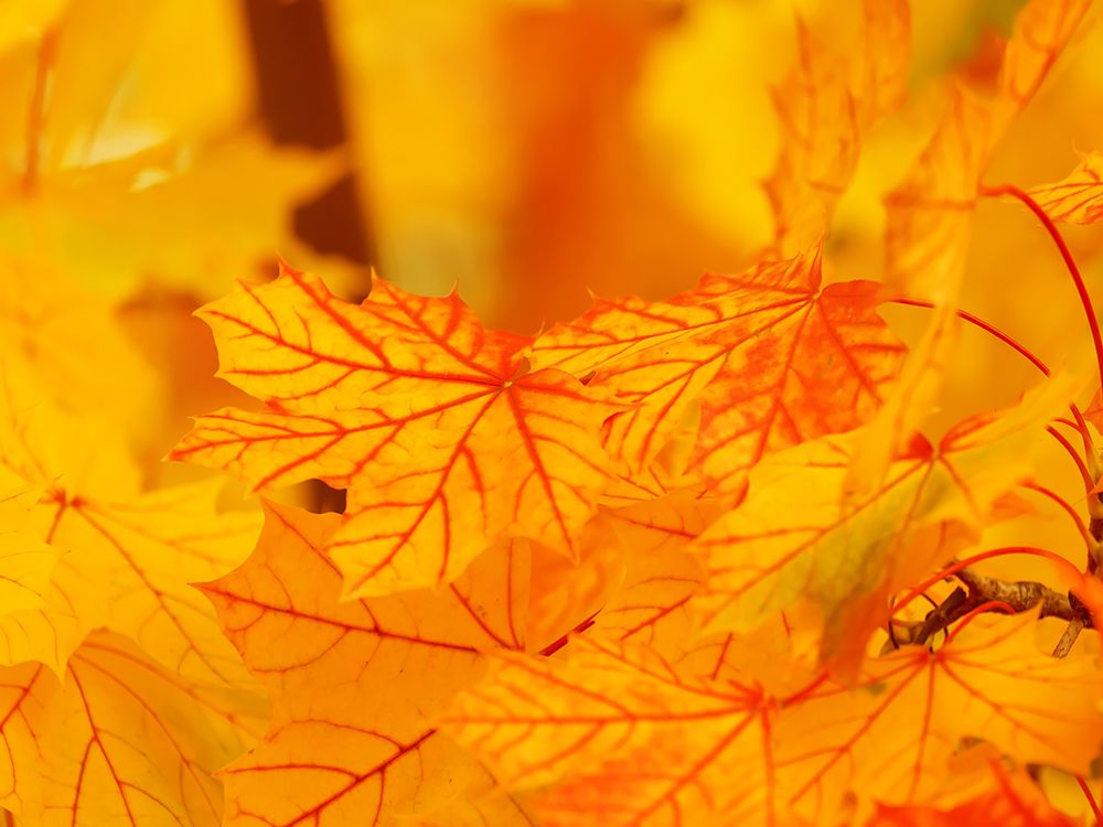 Leaves 6 art print by Rachel Lee for $57.95 CAD