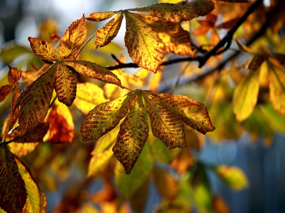 Leaves 7 art print by Rachel Lee for $57.95 CAD