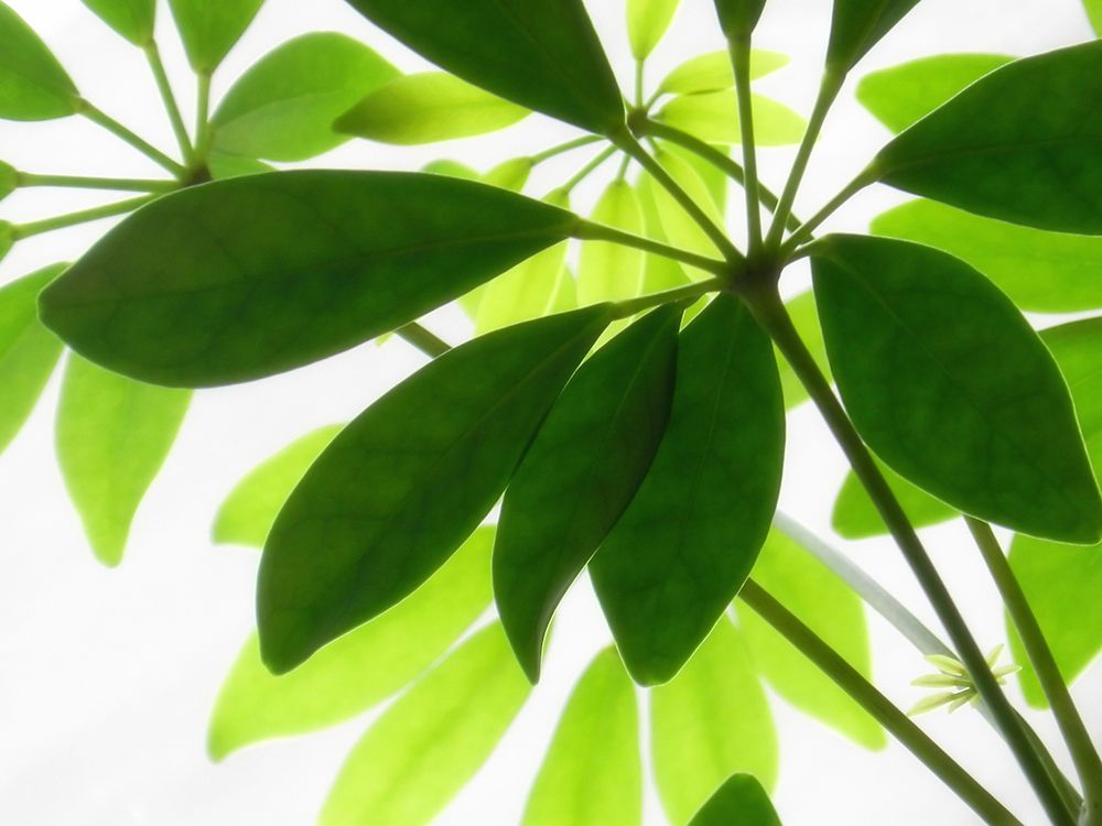 Leaves 9 art print by Rachel Lee for $57.95 CAD