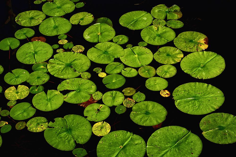 Lily Pads art print by Rachel Lee for $57.95 CAD