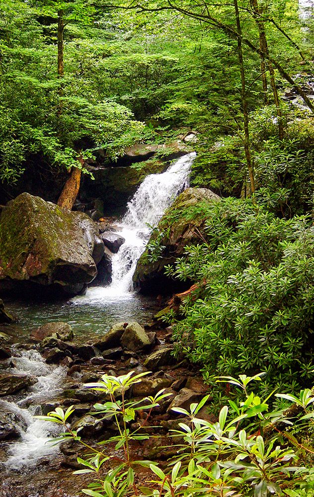 Mountain Laurel and Falls art print by Rachel Lee for $57.95 CAD
