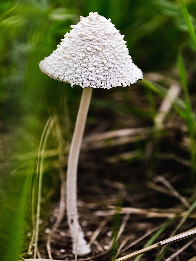 Mushroom 1 art print by Rachel Lee for $57.95 CAD