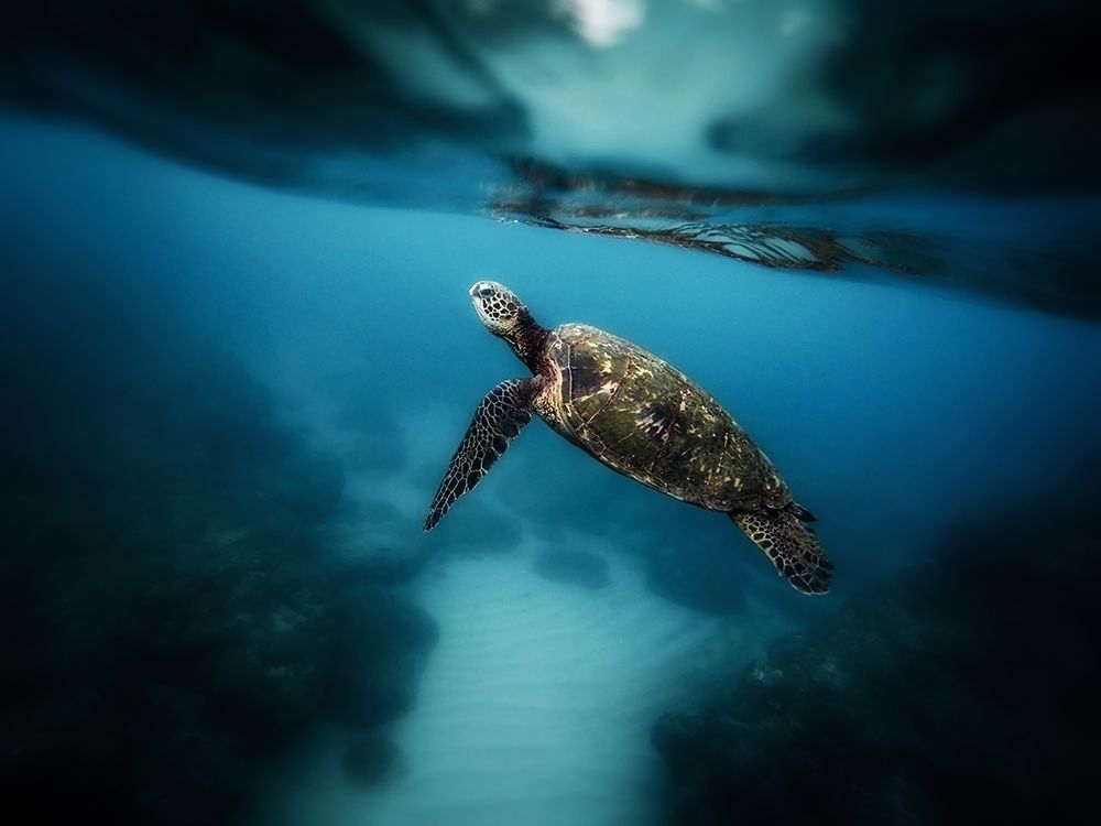 Ocean 42 art print by Rachel Lee for $57.95 CAD