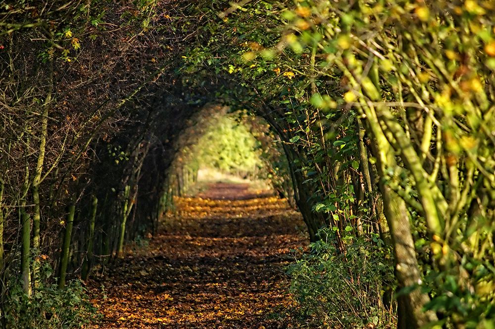 Pathway art print by Rachel Lee for $57.95 CAD